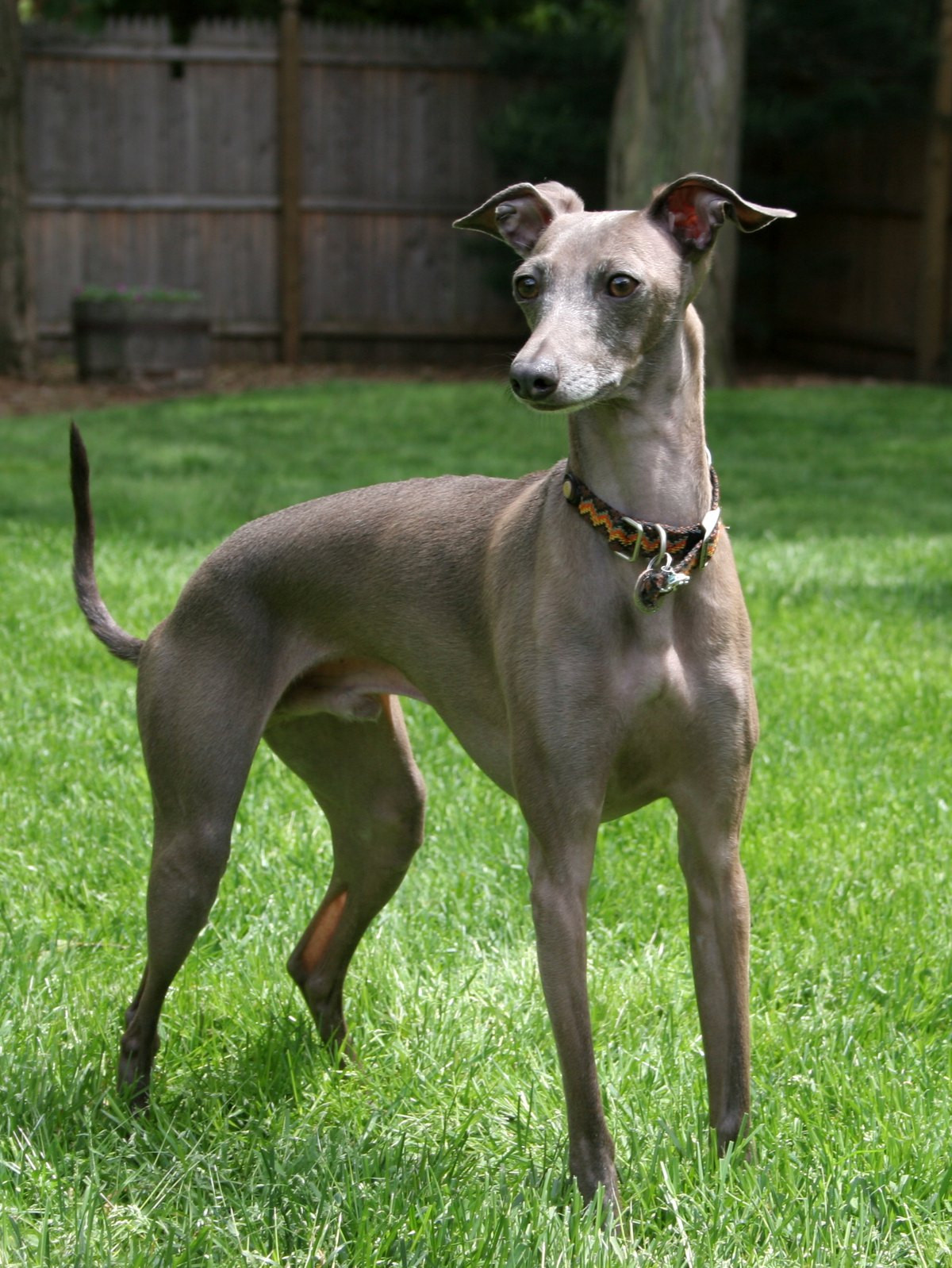 A grey Italian Greyhound standing alert on a lawn, a toy-sized dog with the same outline as a Greyhound