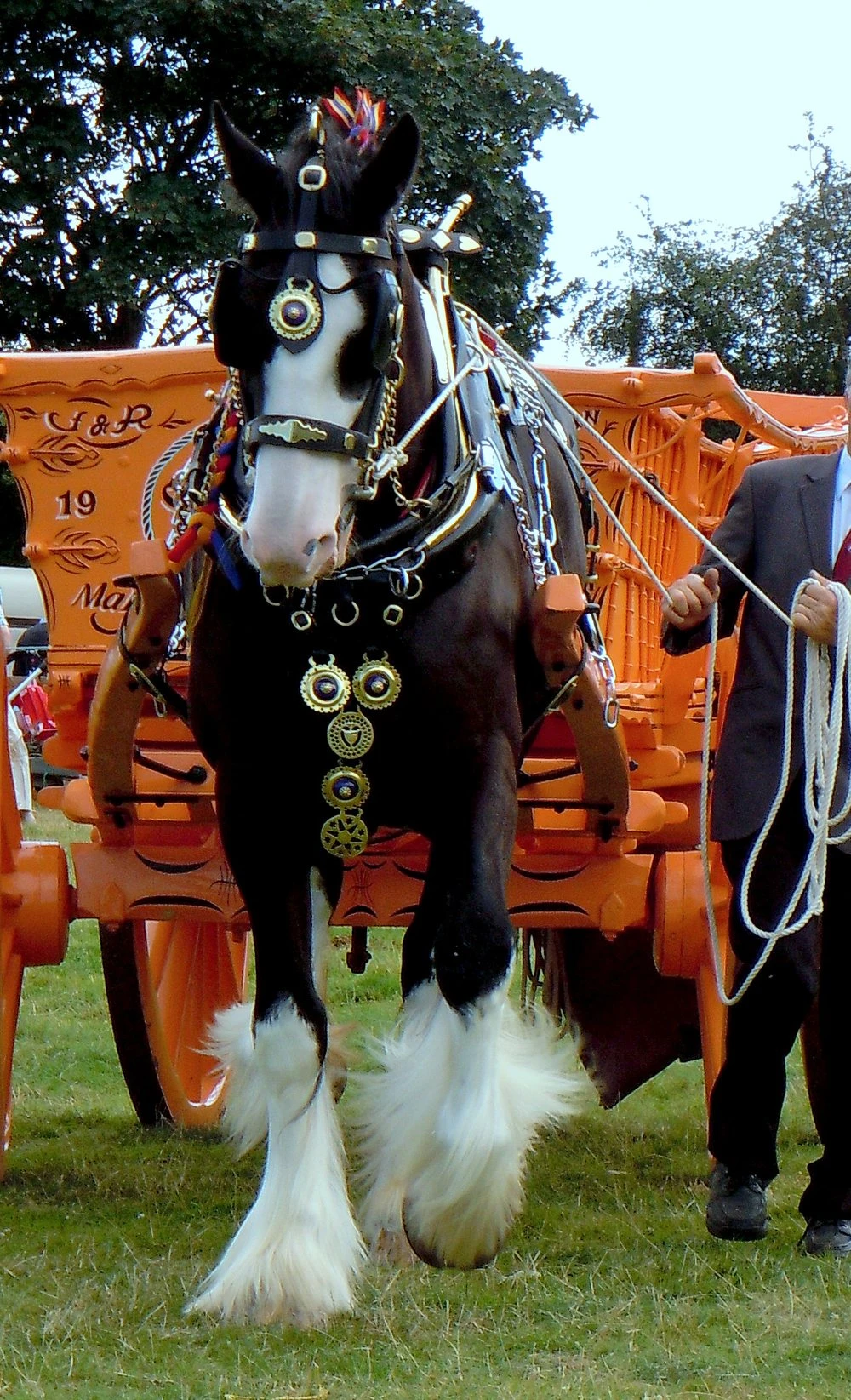 A black Shire horse with a white blaze and four white feathered legs in decorated show harness pulling an orange cart