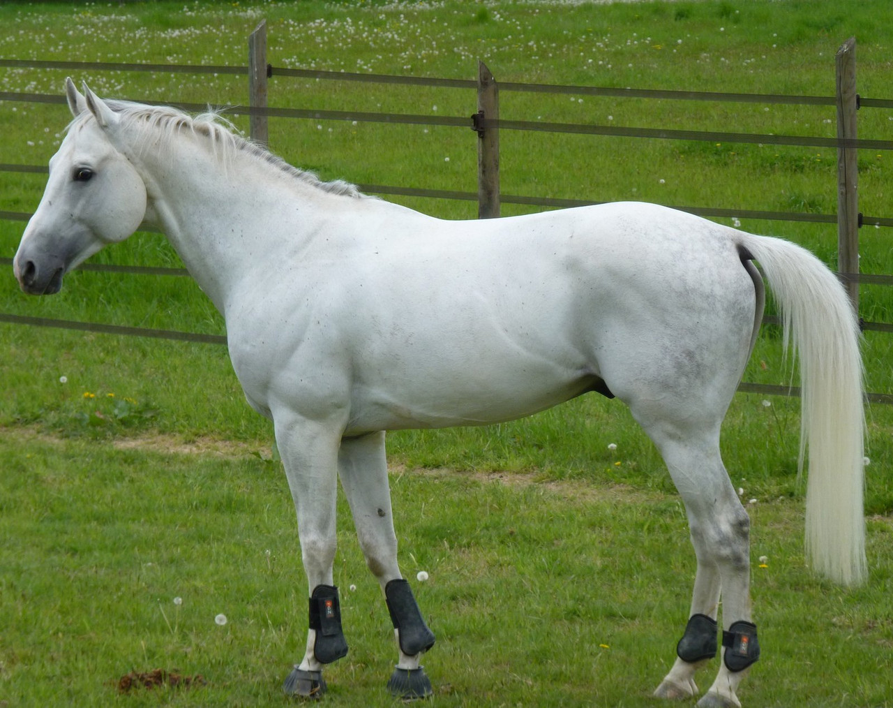 Grey Anglo Arab stallion standing side-on in a green paddock