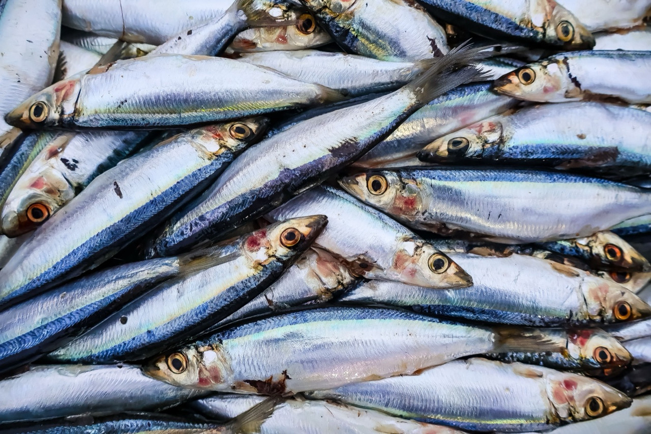Close-up of fresh whole sardines, the small oily fish behind many dog fish treats