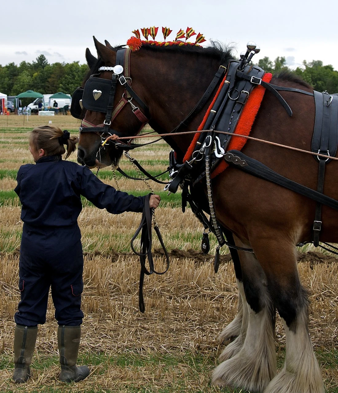 An adult handler in overalls, seen from behind, standing at the head of a harnessed Shire horse whose shoulder is well above her head