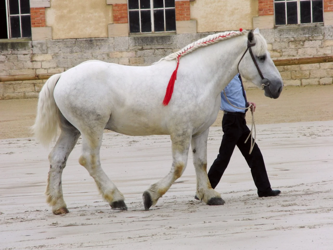 A near white grey Percheron stallion with clean legs and a plaited mane being led across a sand yard at a French stud