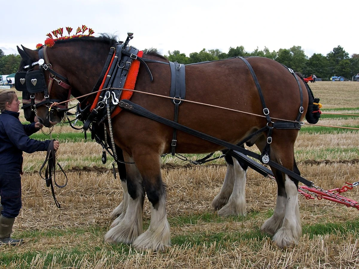 A bay Shire horse standing side on in plough harness with a handler at its head