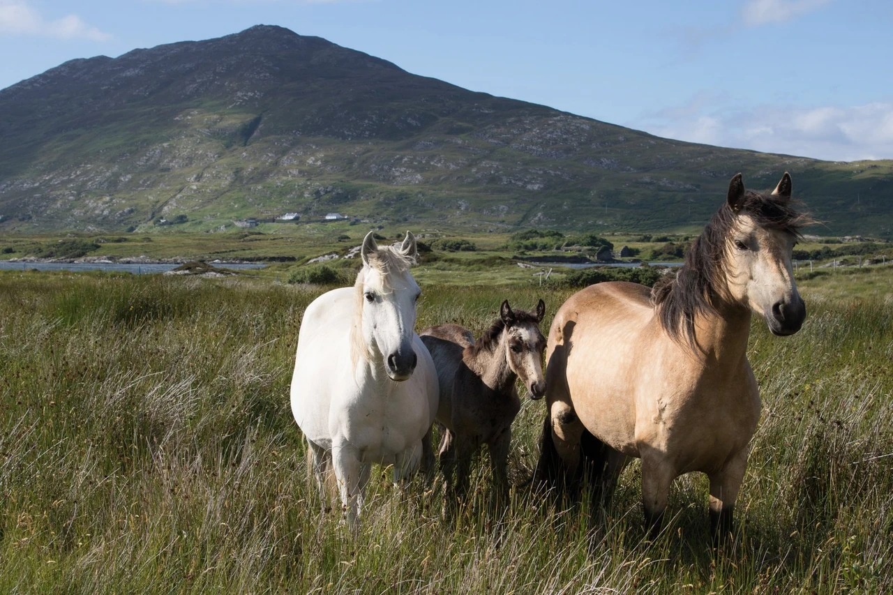 A grey Connemara mare, a dun Connemara and a foal in rough grass below a mountain in Connemara, Ireland