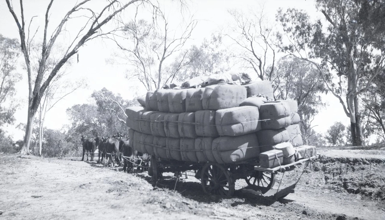 Black and white photograph of a wagon stacked high with wool bales behind a horse team at a dusty river crossing in Queensland