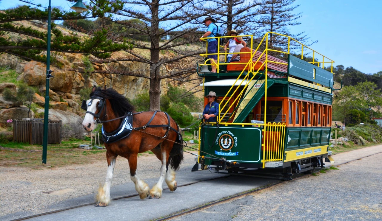 A bay Clydesdale with white feathered legs hauling a green double deck horse tram along rails at Victor Harbor in South Australia