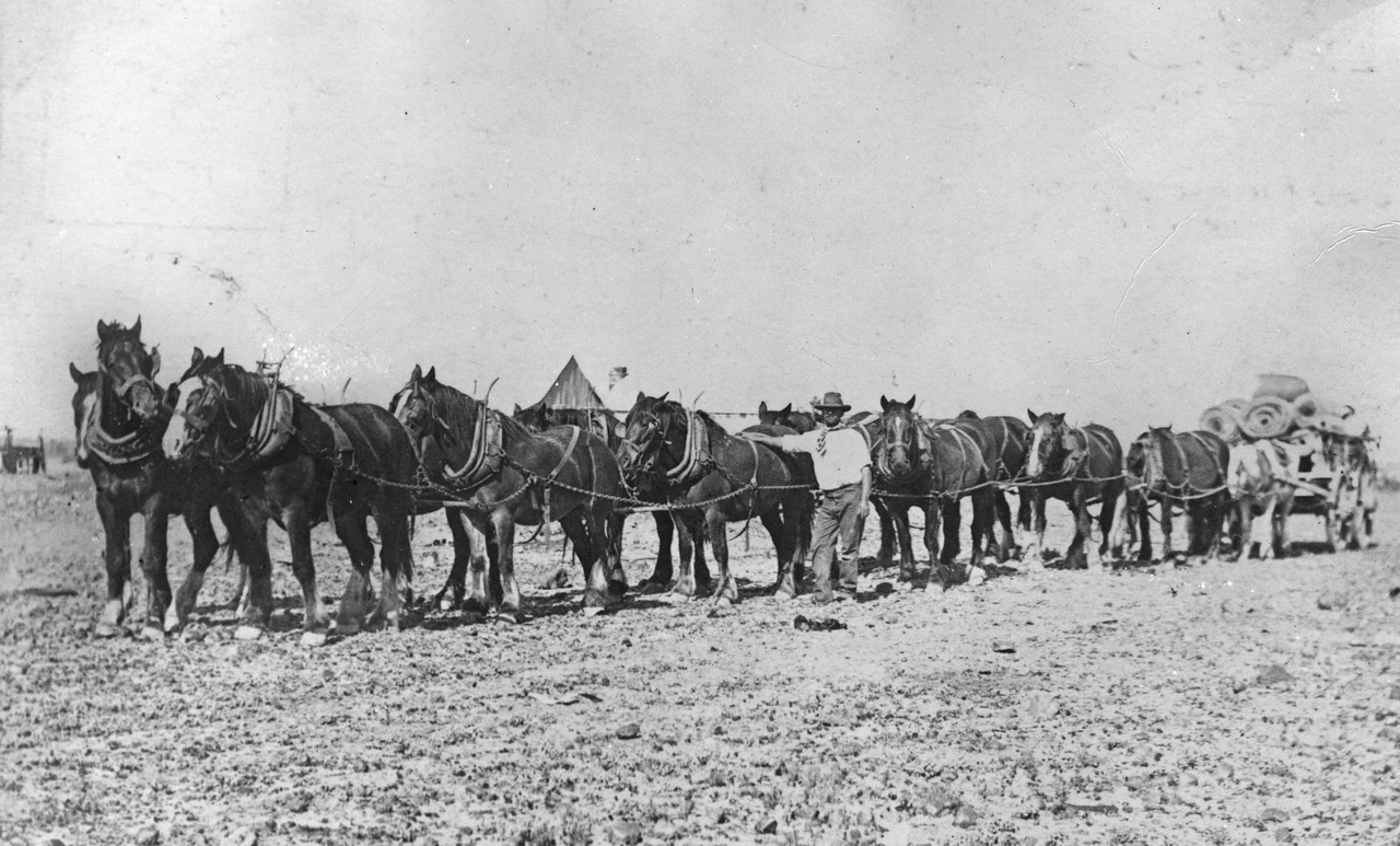 Black and white photograph of a fourteen horse draught team yoked in pairs on a bare plain at Birdsville, Queensland
