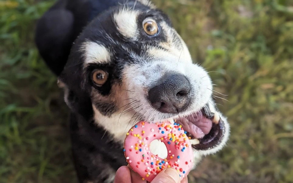 A black, white and tan dog gently taking a pink frosted Huds and Toke Big Doggy Donut with sprinkles from an owner's hand on the grass