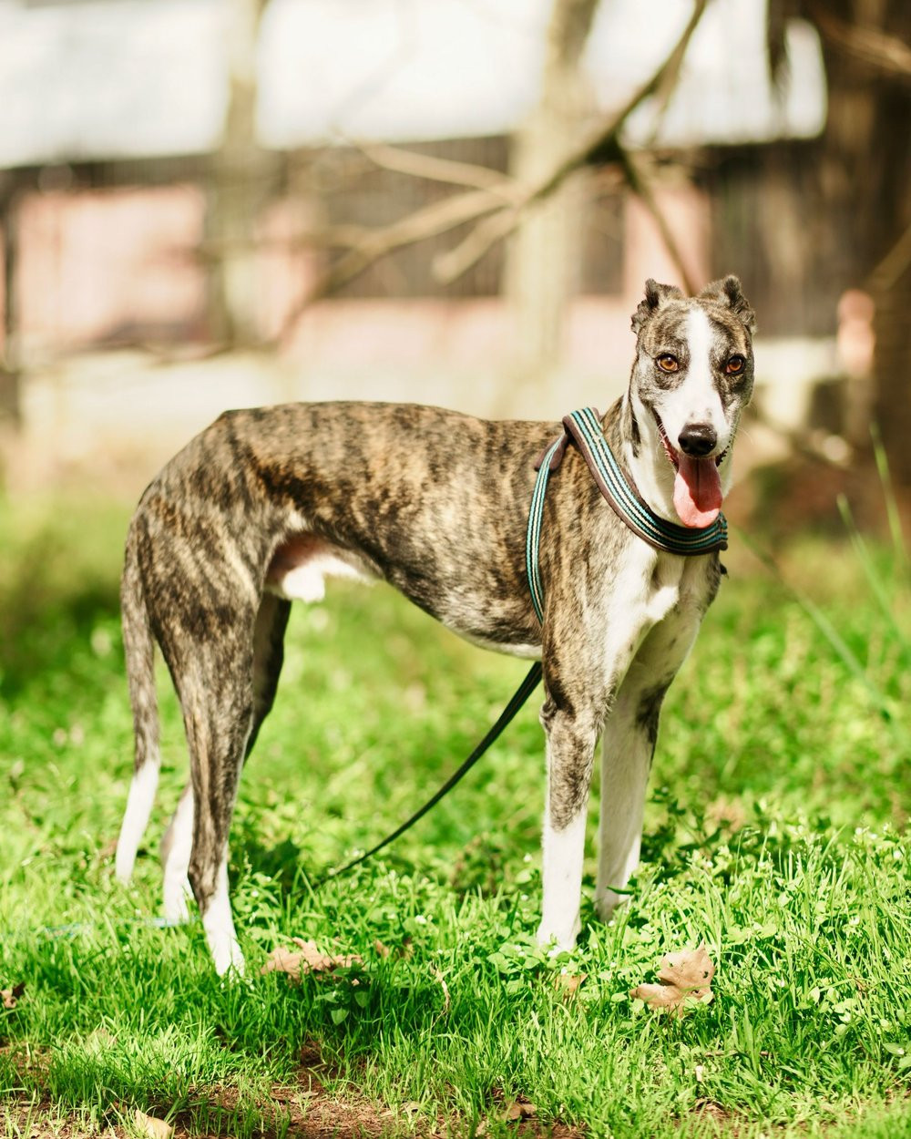 A brindle Greyhound on a lead standing in a sunny garden, mouth open and relaxed