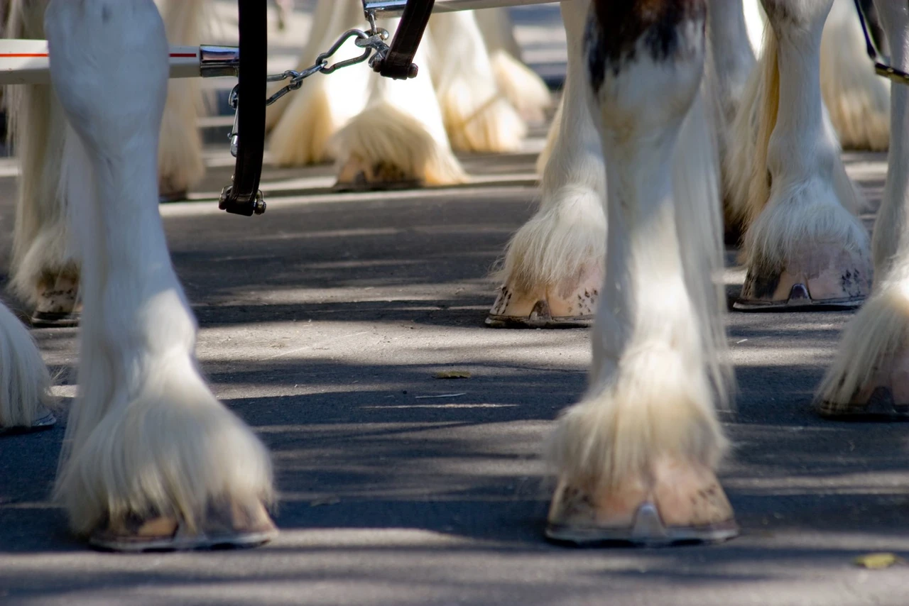 Ground level view of the white feathered lower legs and large shod hooves of several heavy horses in a hitch