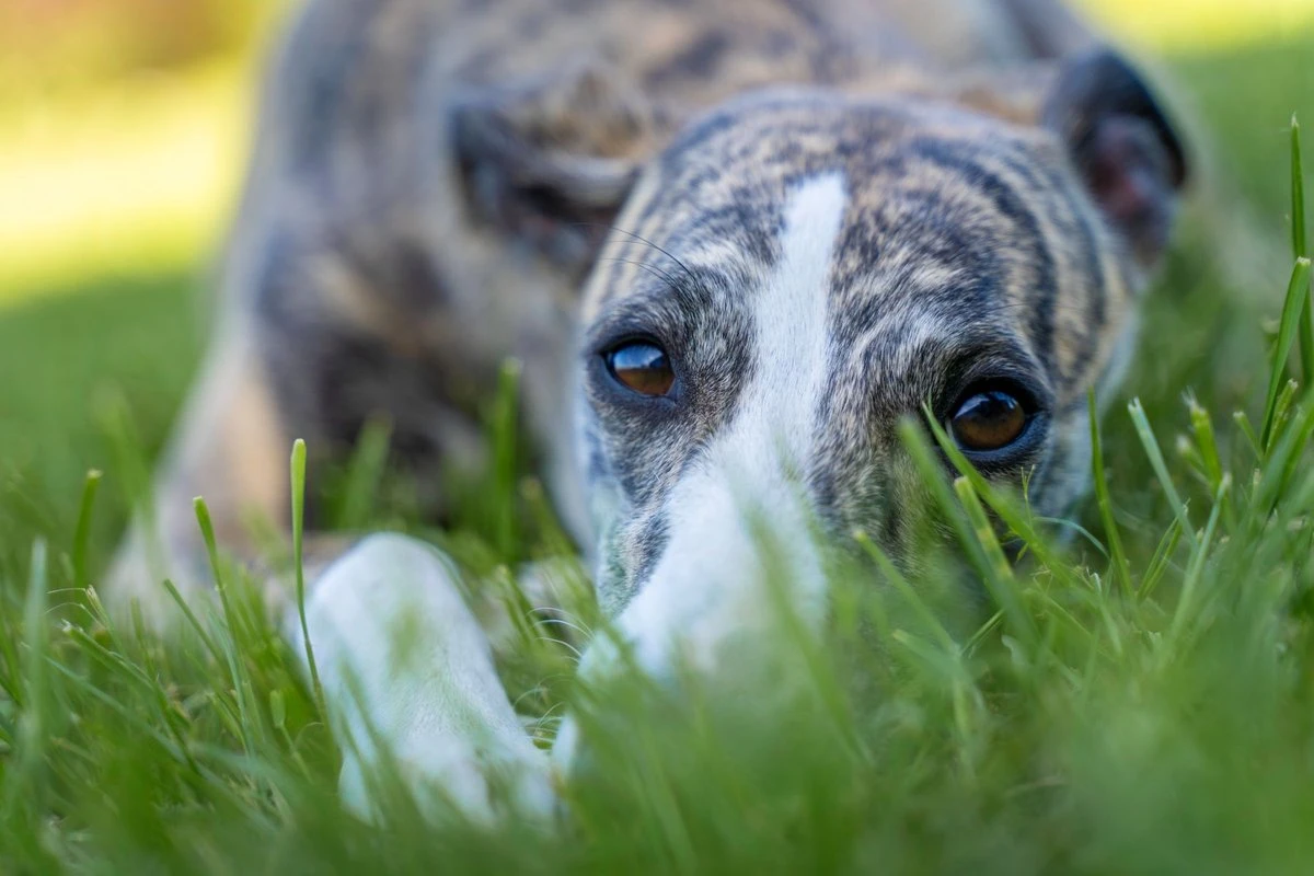 A brindle Greyhound lying flat in long green grass, resting its head
