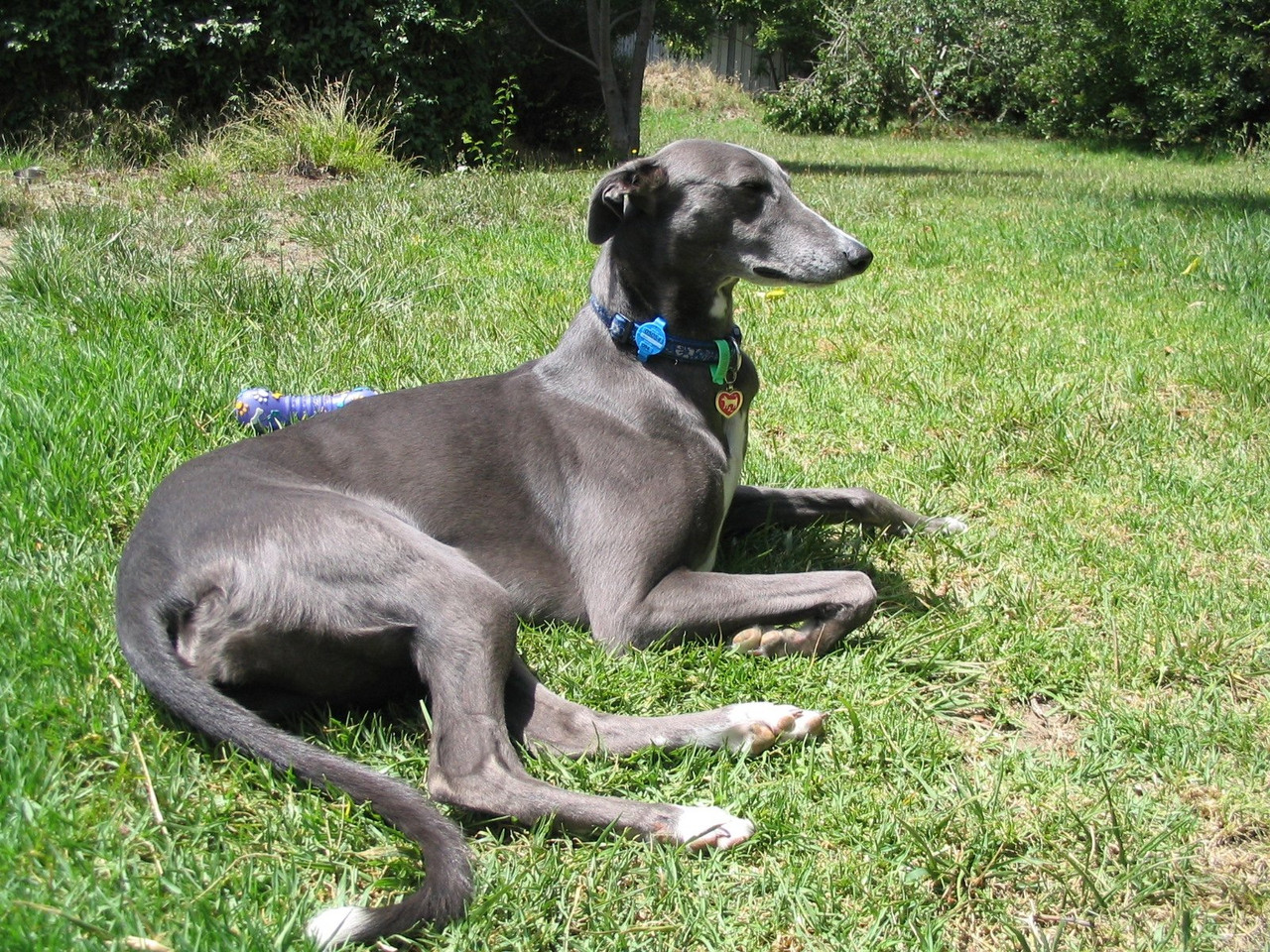 A blue Greyhound lying on grass with its head up, showing the long neck, deep chest and fine coat of the breed