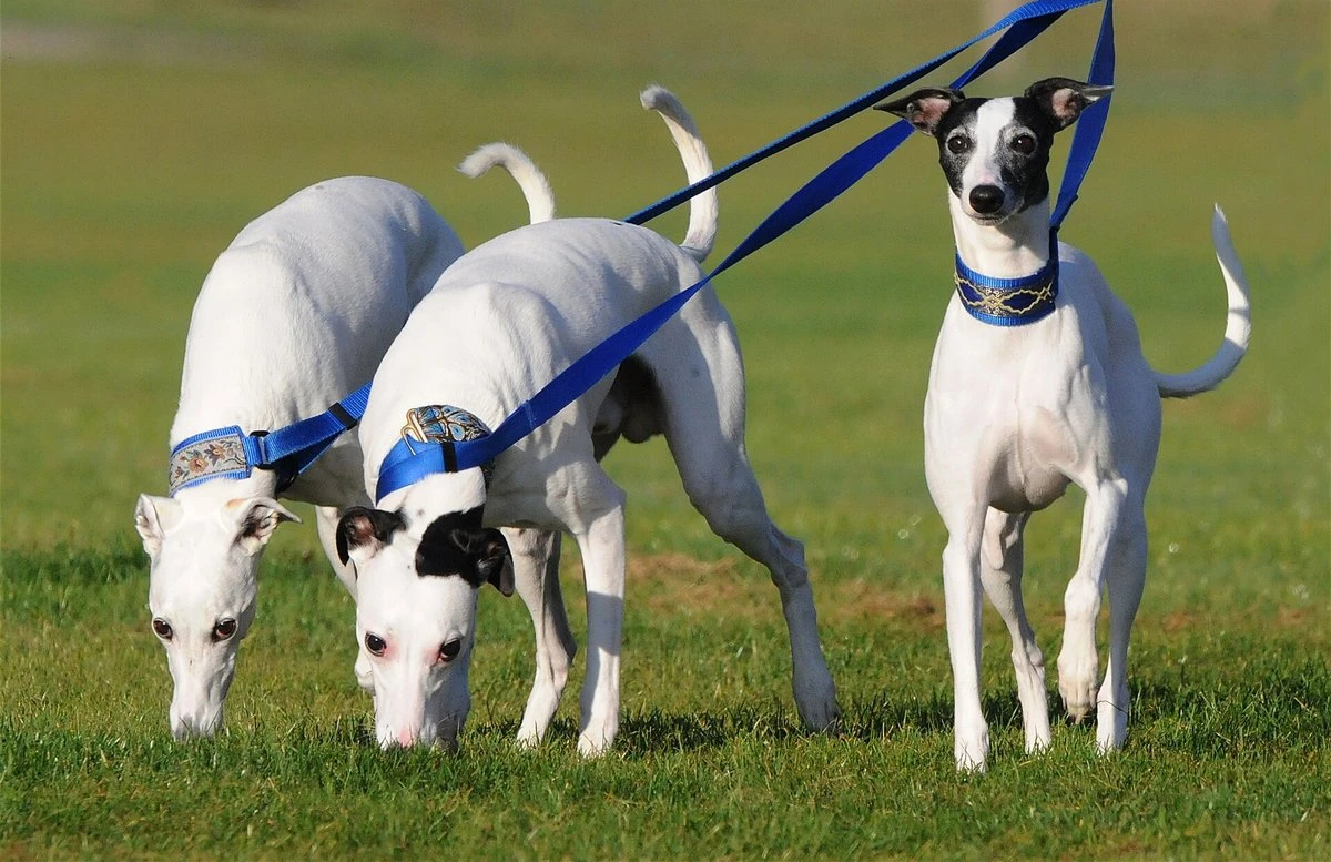 Three white Whippets on leads in a park, two sniffing the grass