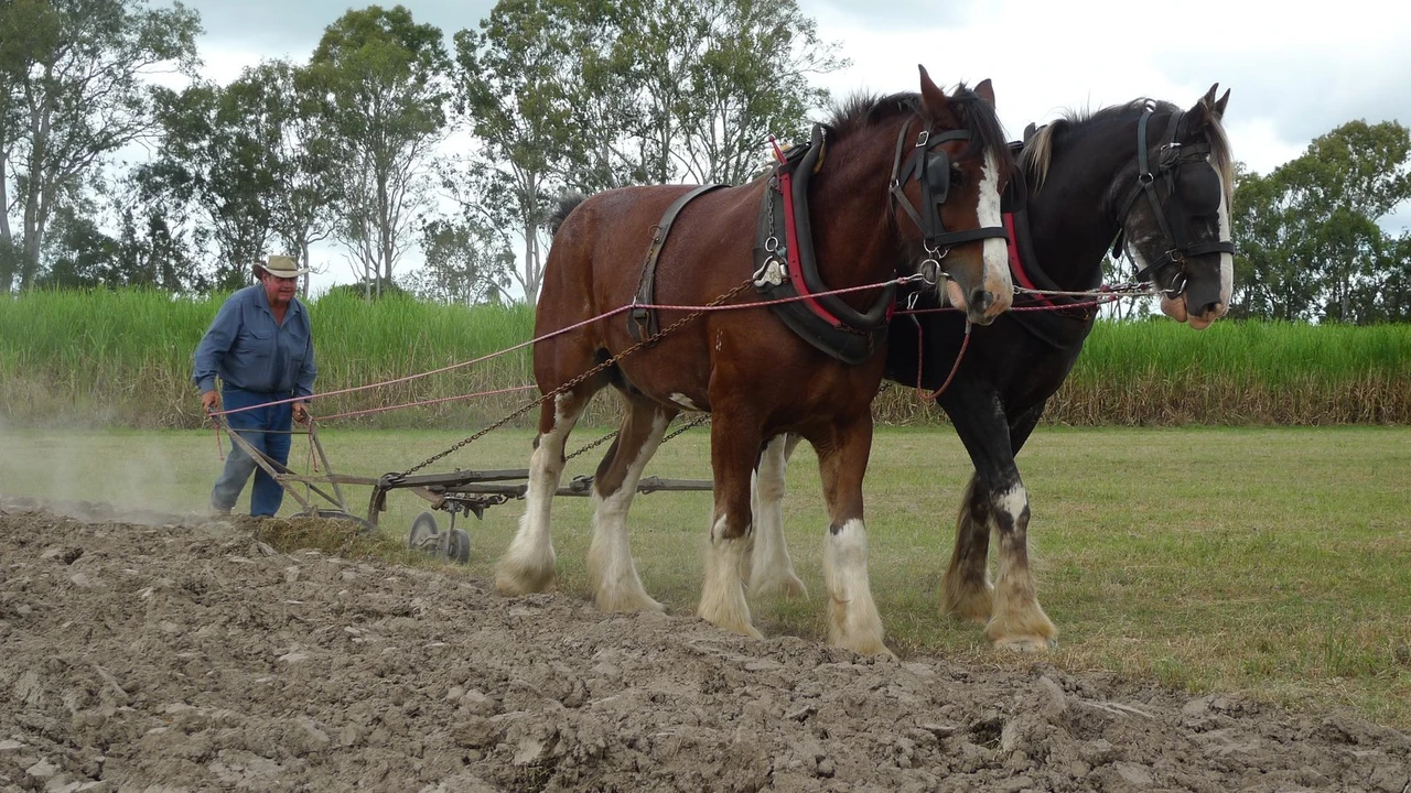 A bay and a black heavy horse of Clydesdale type pulling a plough across turned soil, with sugarcane and gum trees behind, at Bundaberg in Queensland