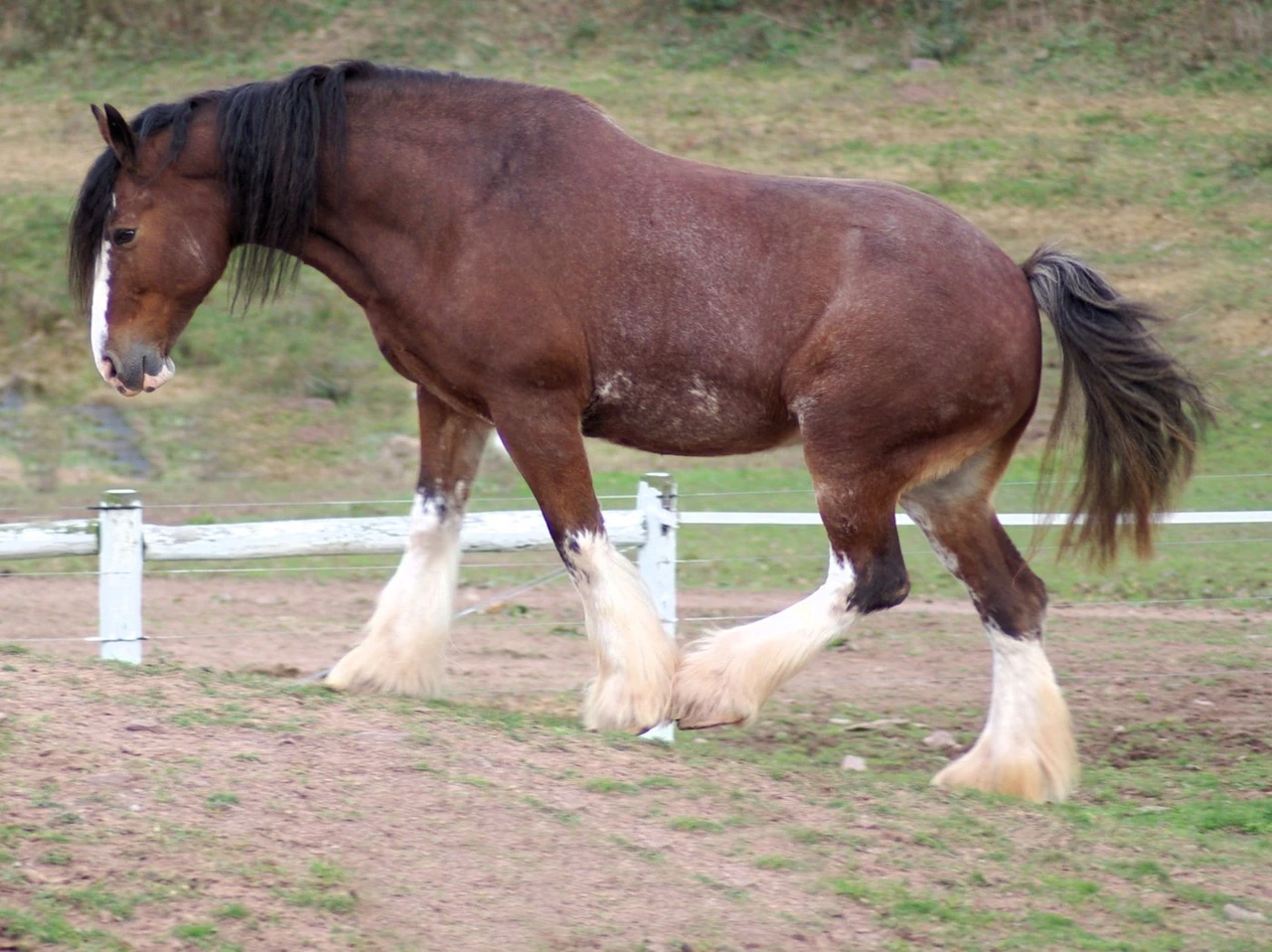 A bay roan Clydesdale with a white blaze and four white feathered legs walking side on across a paddock