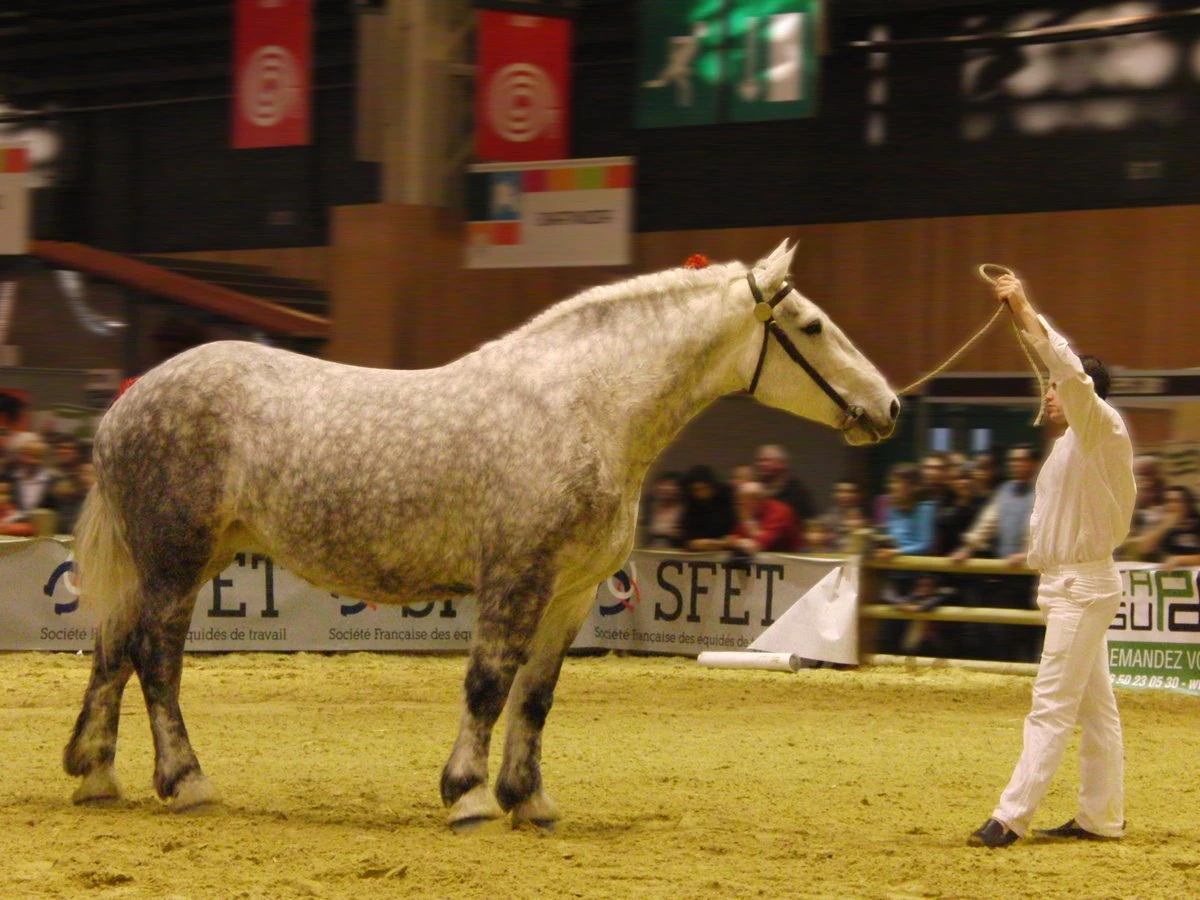 A dapple grey Percheron with clean legs standing side on in a show ring