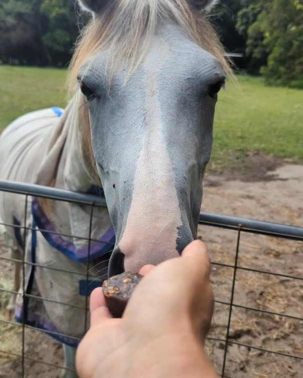 A grey horse in a rug reaching over a gate to take a soft Pony Pudding treat from a hand
