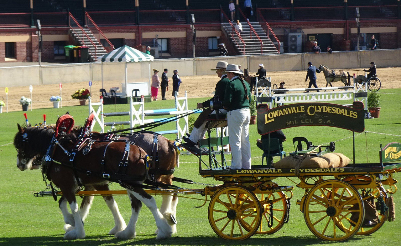 A pair of bay Clydesdales in show harness pulling a green dray across the main arena at the Royal Adelaide Show