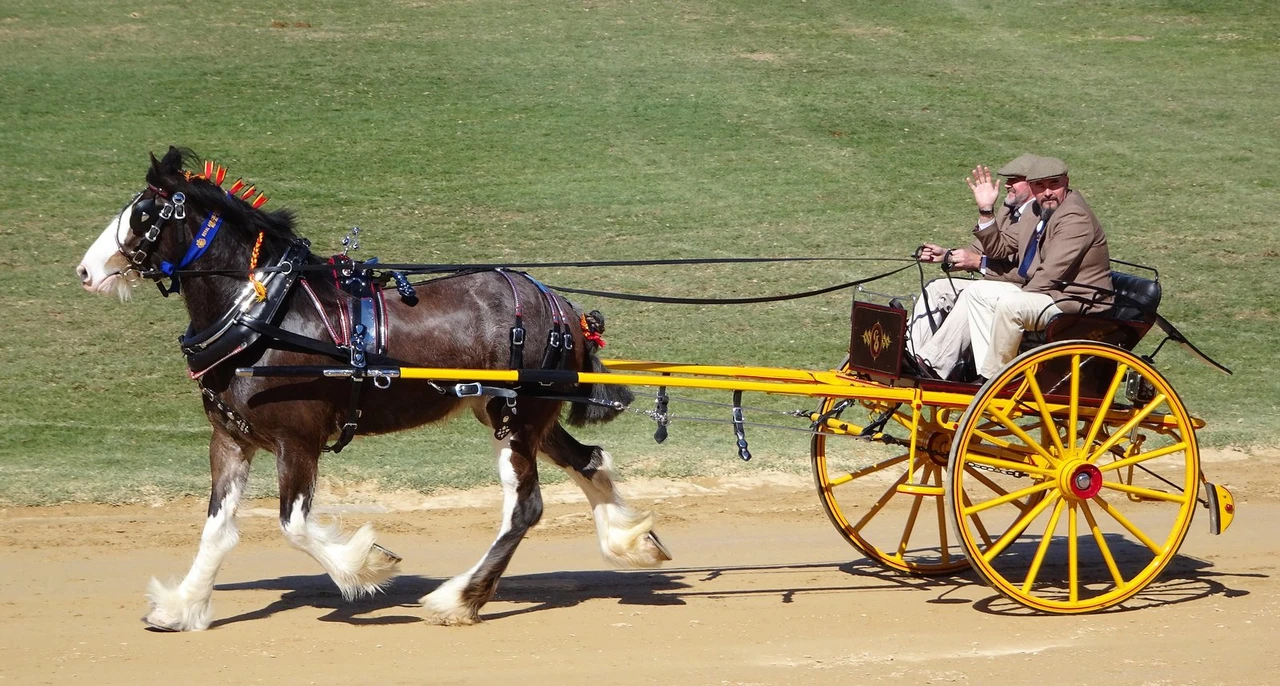 A dark bay Clydesdale with a white blaze and four white feathered legs trotting in harness in front of a yellow wheeled gig at the Royal Adelaide Show