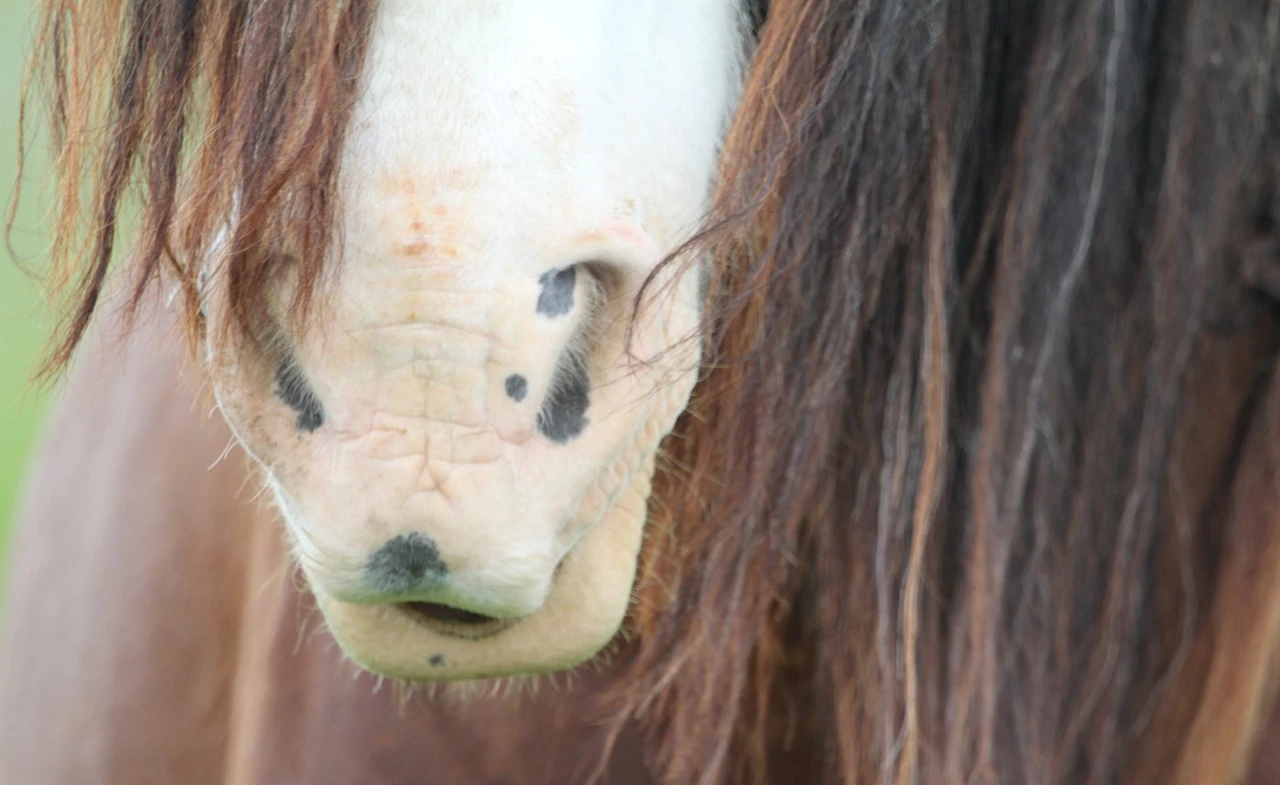 Close up of the pink, freckled muzzle of a bay Clydesdale with a white blaze