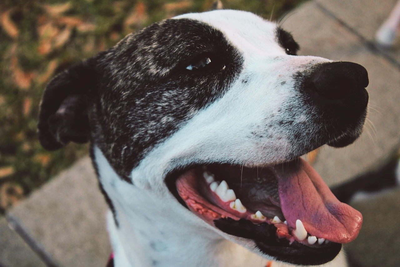 Happy Staffy with its mouth open showing clean white teeth
