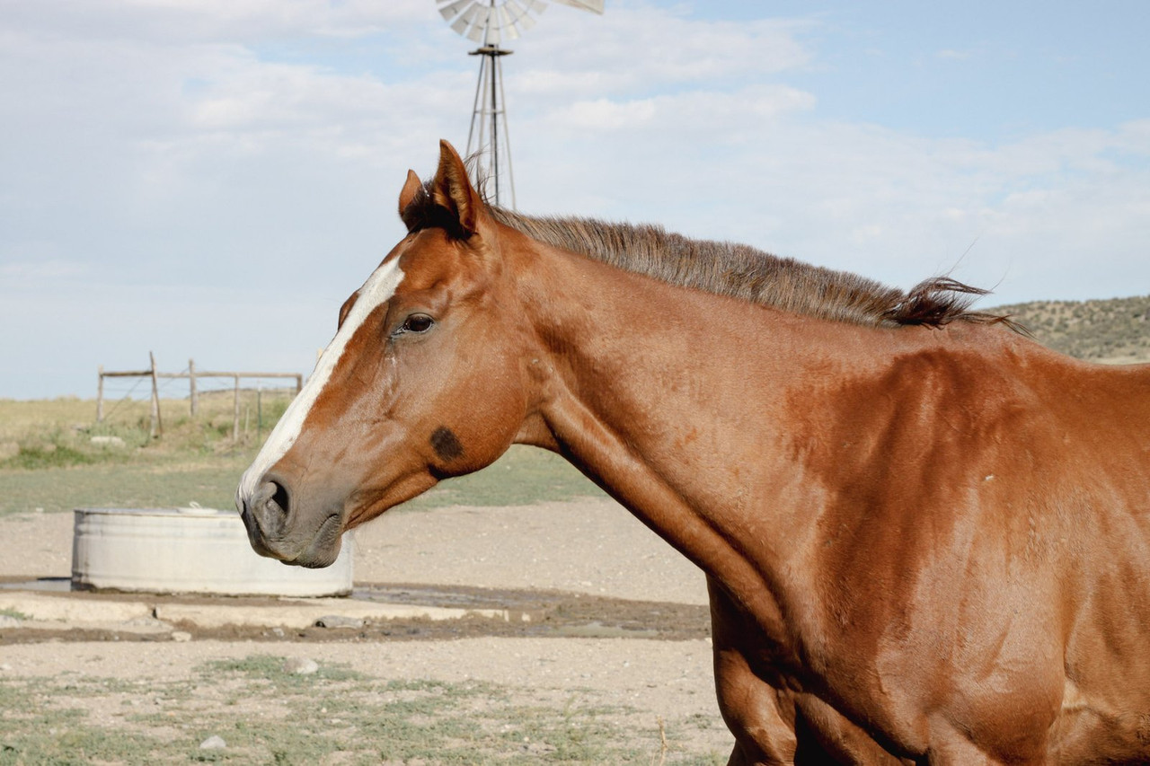 Relaxed chestnut Thoroughbred with a white blaze standing in a dry paddock beside a windmill and water trough