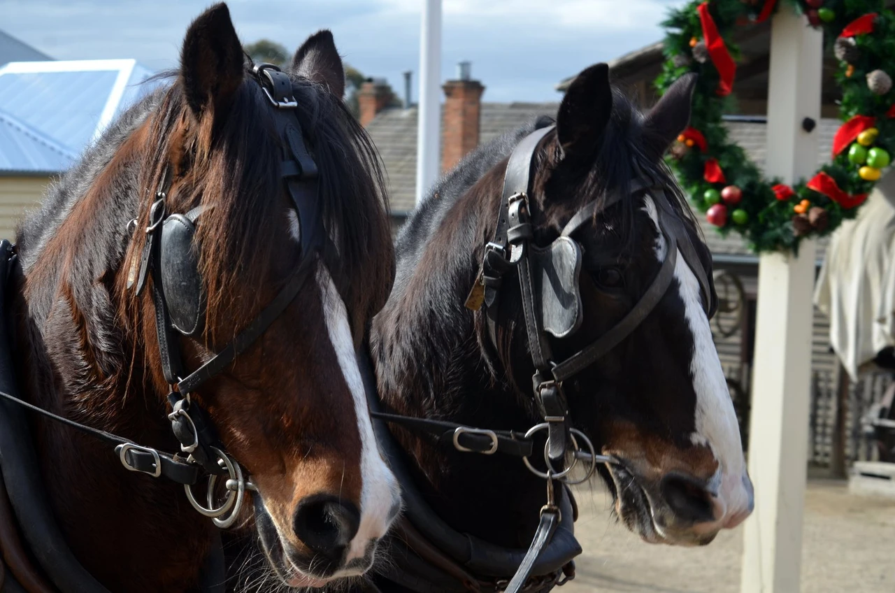 Two heavy horses in working bridles standing side by side beside a Christmas wreath at Sovereign Hill in Victoria