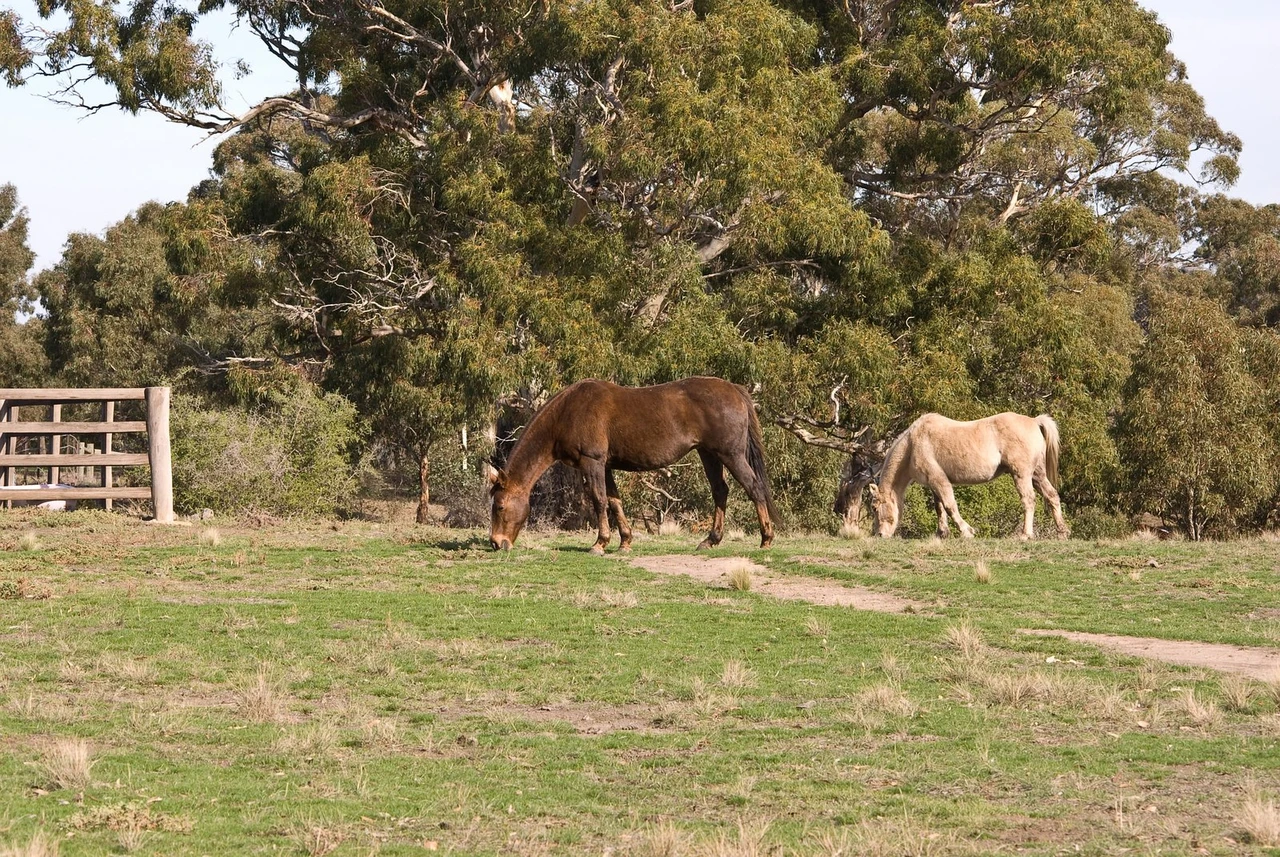 Two horses grazing on green pasture under gum trees on a Victorian farm