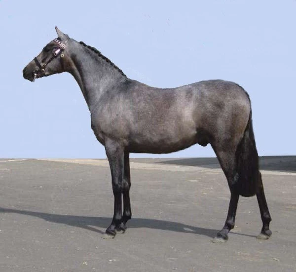 A grey Australian Riding Pony standing side on