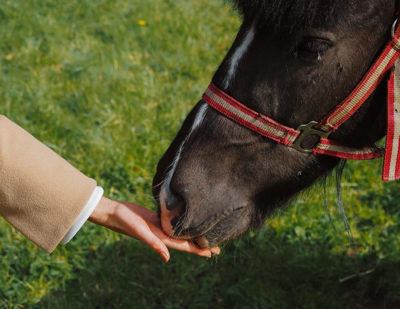 A black pony with a red halter taking a treat from an open, palm-up hand