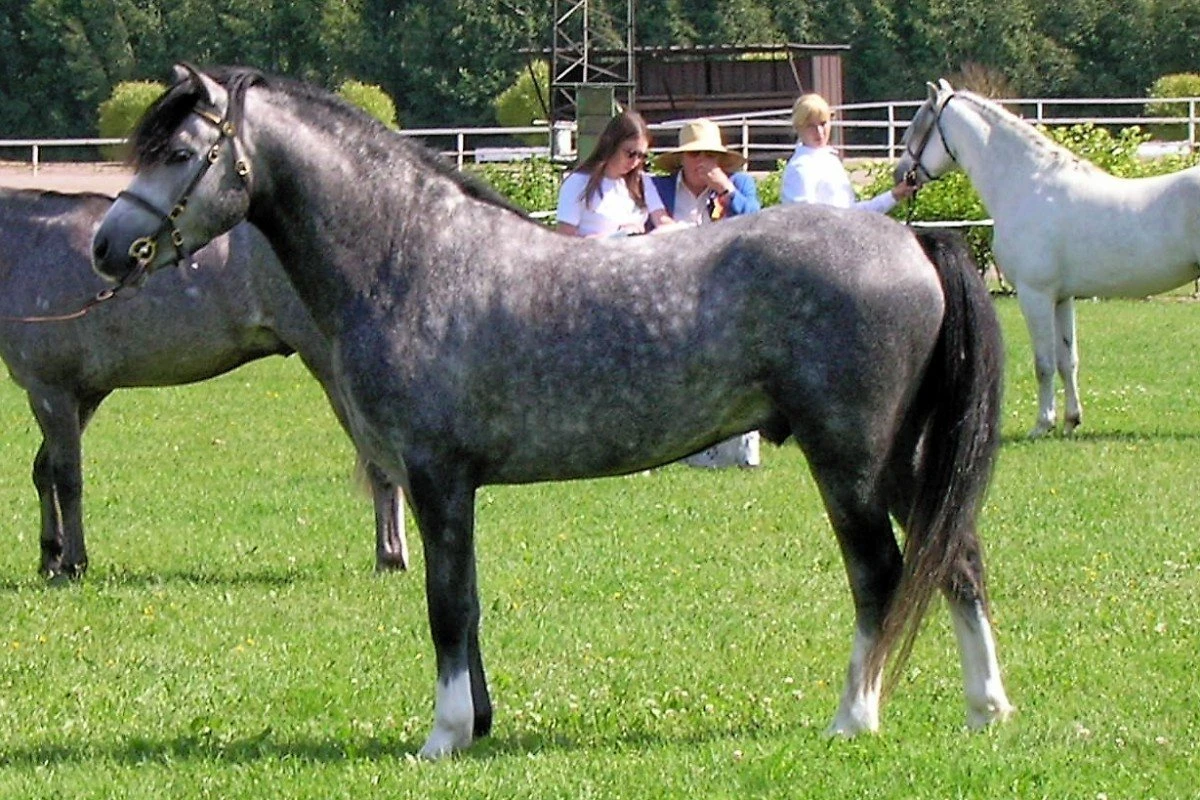 A dapple grey Welsh Section B pony standing side on at a pony show