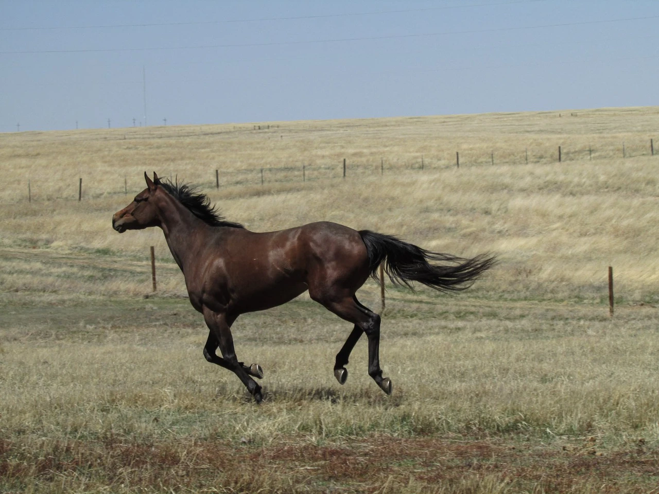 Dark bay Thoroughbred mare cantering loose across a dry grass paddock