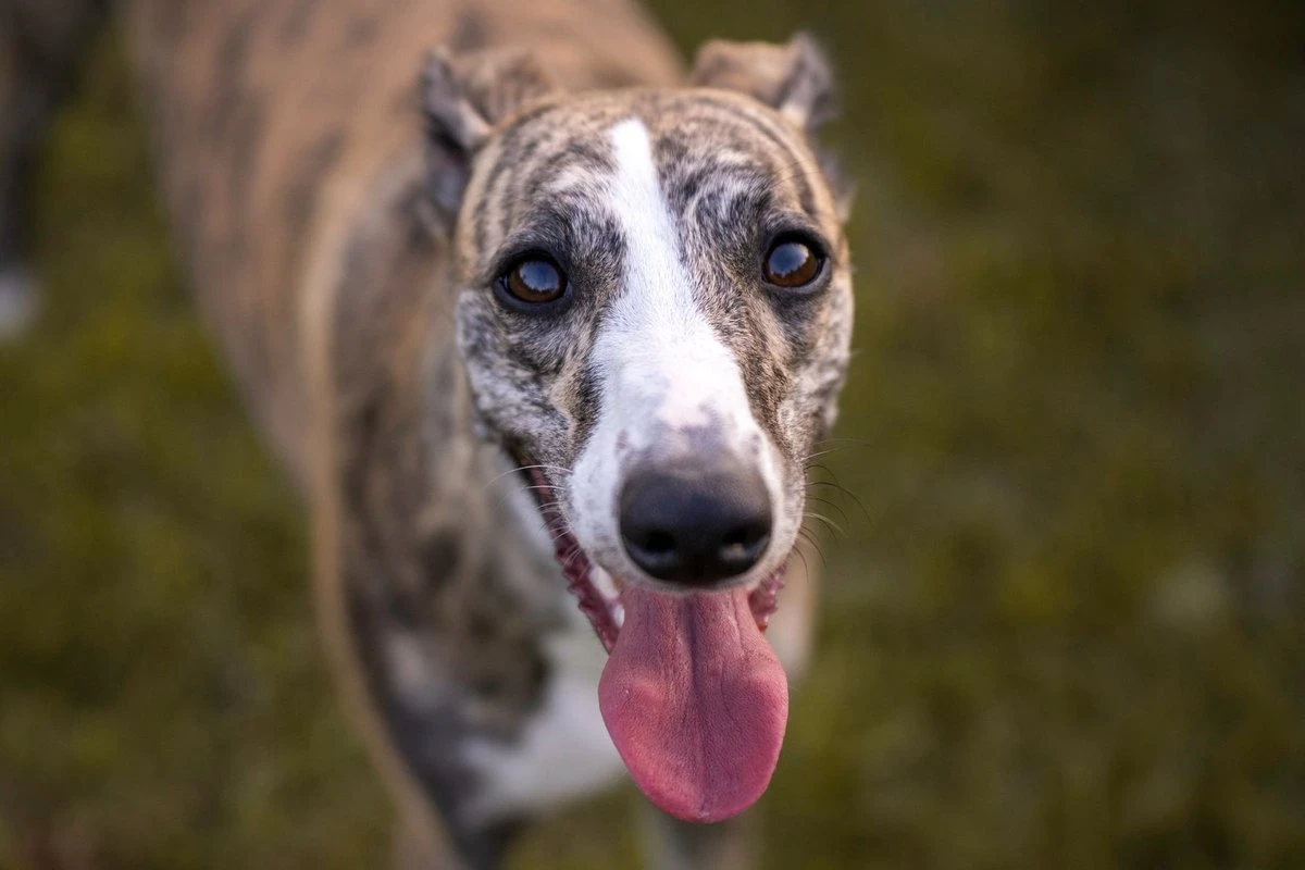 A brindle and white Greyhound with its tongue out, looking at the camera in a grassy field