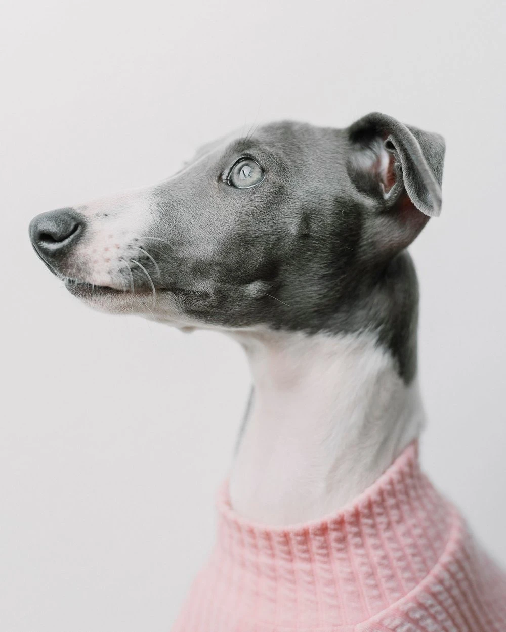 A grey and white Italian Greyhound wearing a pink knitted jumper