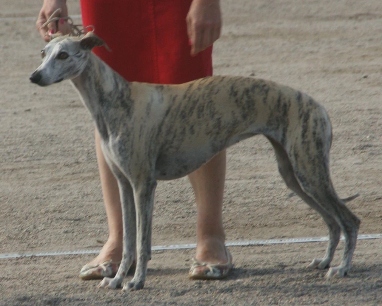 A brindle Whippet standing in a show ring beside its handler, which shows how the breed sits at about knee height
