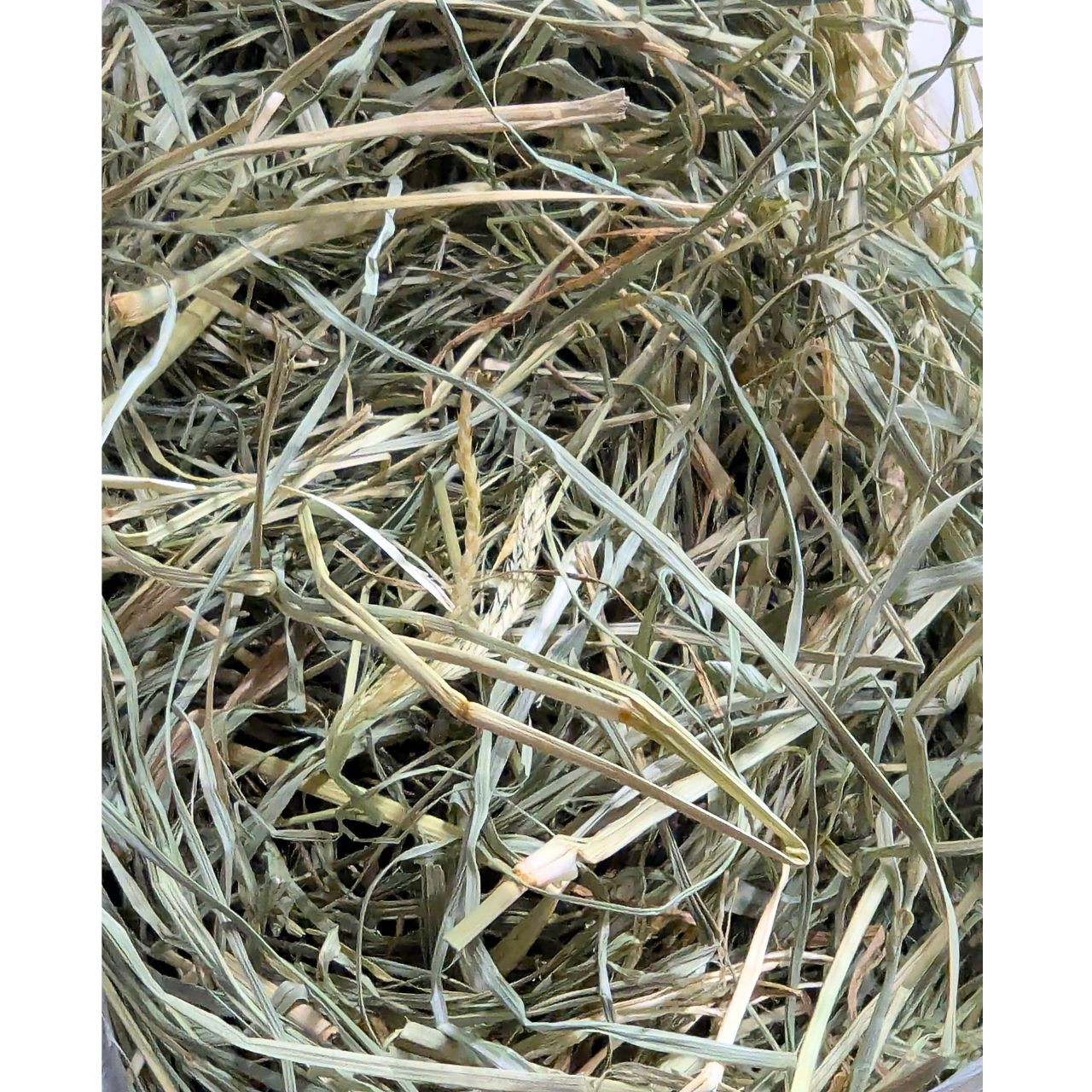 Rhodes hay for rabbits, guinea pigs and small animals as food or bedding. - Baled Makhwa Grass Hay For Rabbits With Gut Issues