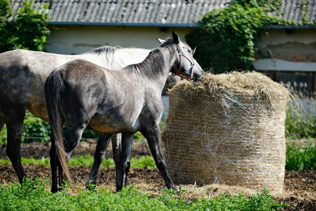 Two horses feeding on a pile of hay together in a green paddock, forage as the foundation of the equine diet