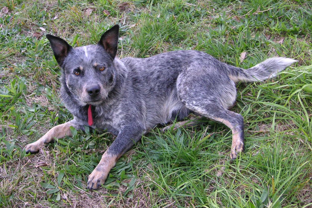 Blue Heeler Australian Cattle Dog lying on grass showing blue mottled coat and tan points