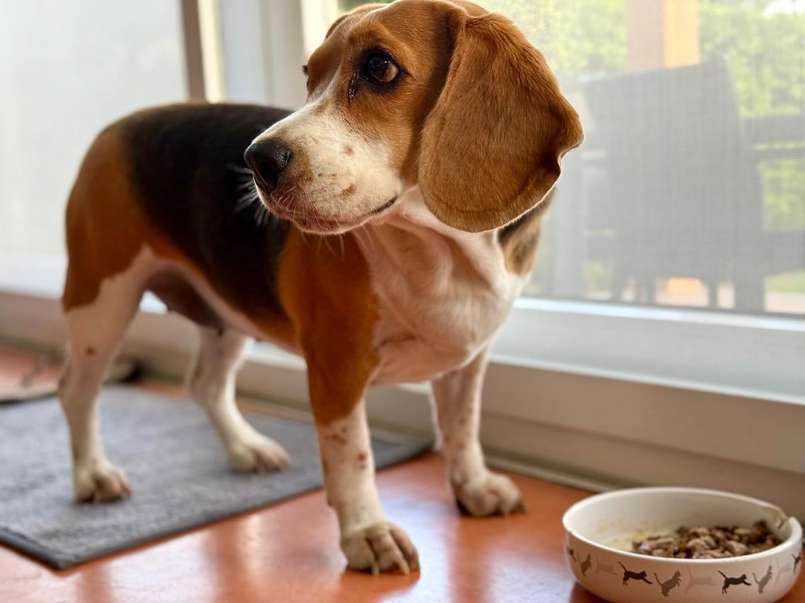 A tricolour Beagle standing beside a full food bowl