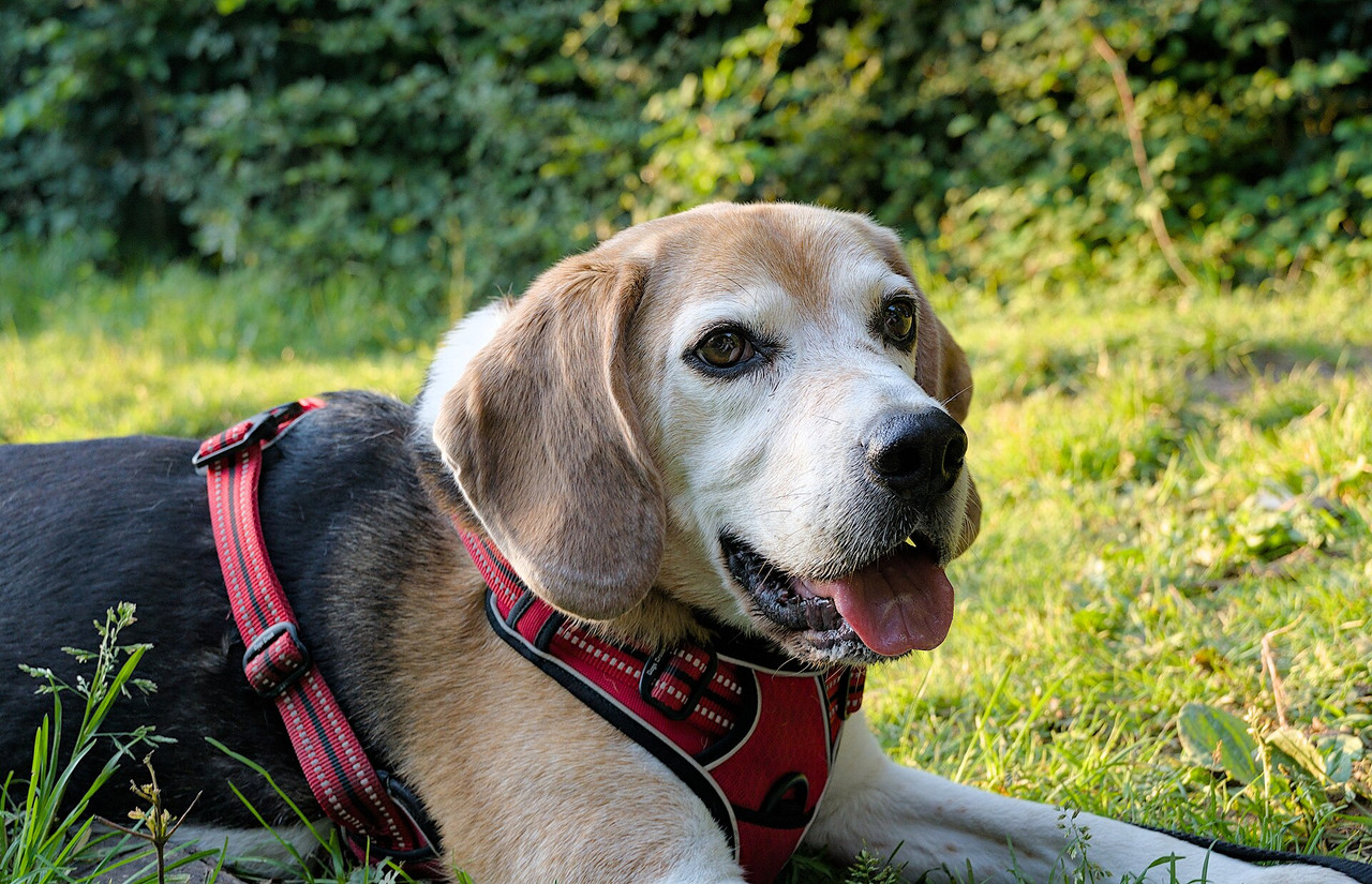 A tricolour Beagle lying in grass