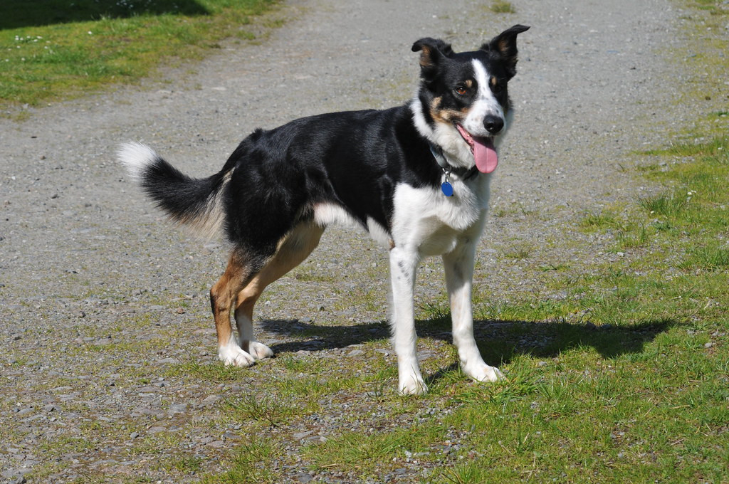 Tricolour Border Collie standing on a farm track
