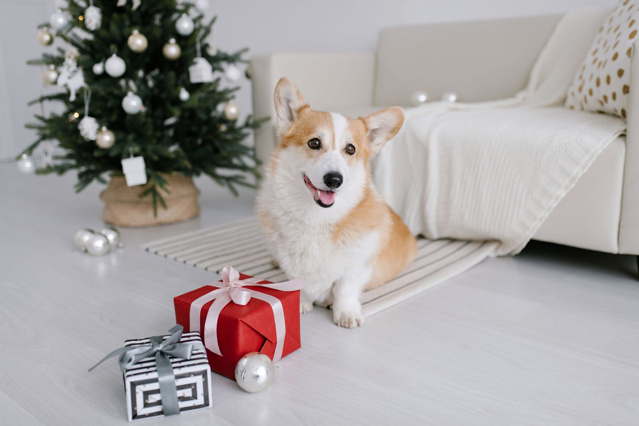 Happy corgi sitting beside wrapped Christmas presents in a bright, sunlit living room