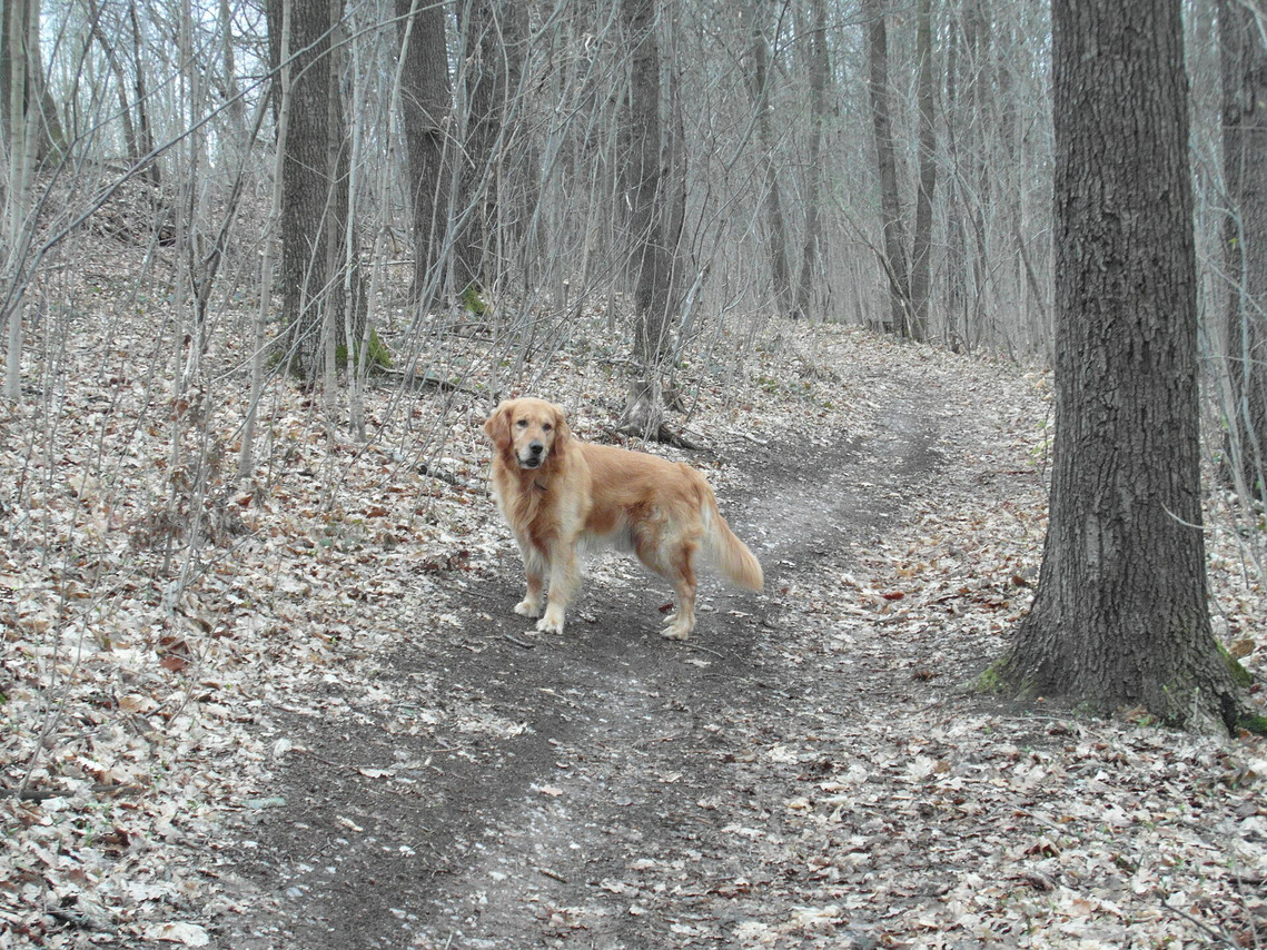 A Golden Retriever standing on a woodland trail