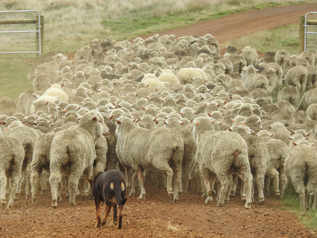 Australian Kelpie pushing a large mob of merino sheep along a dirt race
