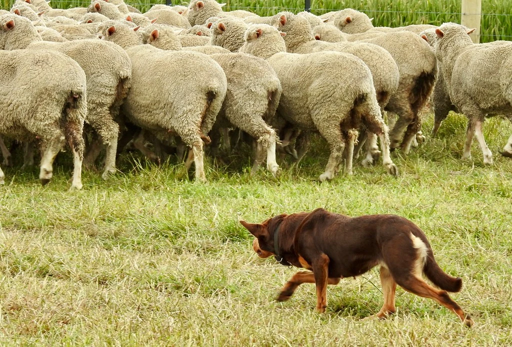Australian Kelpie working sheep on a dry paddock in Australia