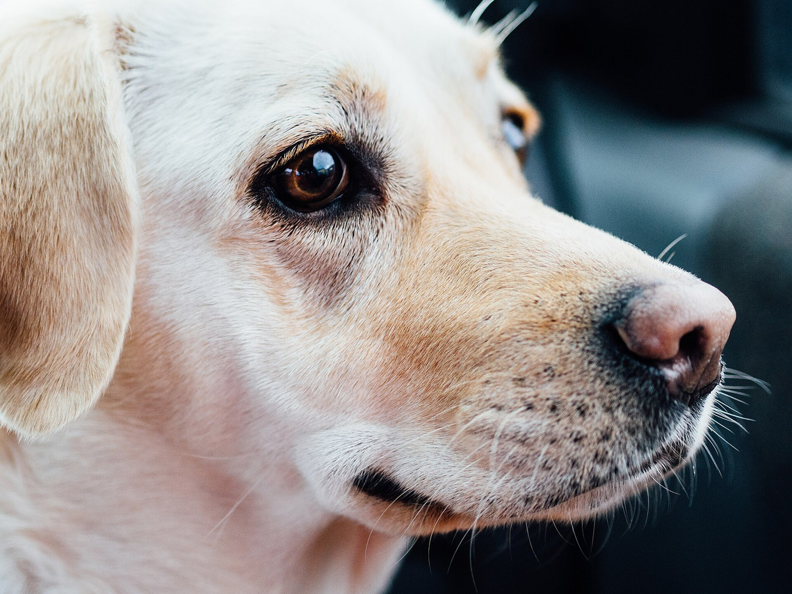 Close-up of a yellow Labrador Retriever