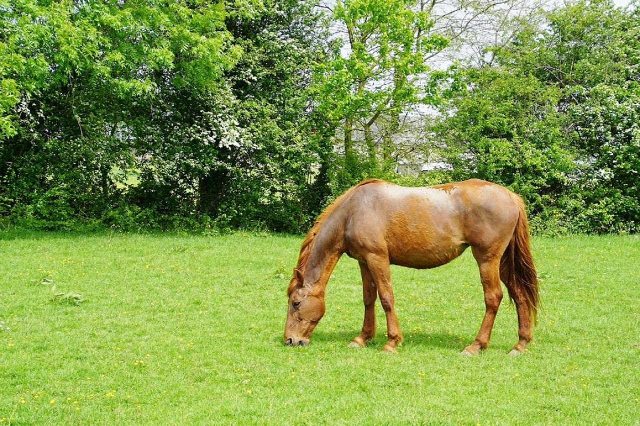 A horse grazing on Australian pasture, where spring grass sugars can trigger laminitis