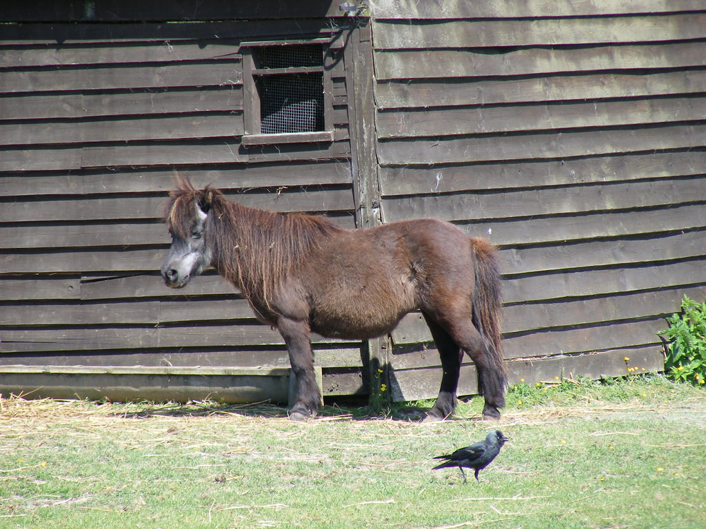 Shetland pony with thick winter coat standing beside a wooden barn