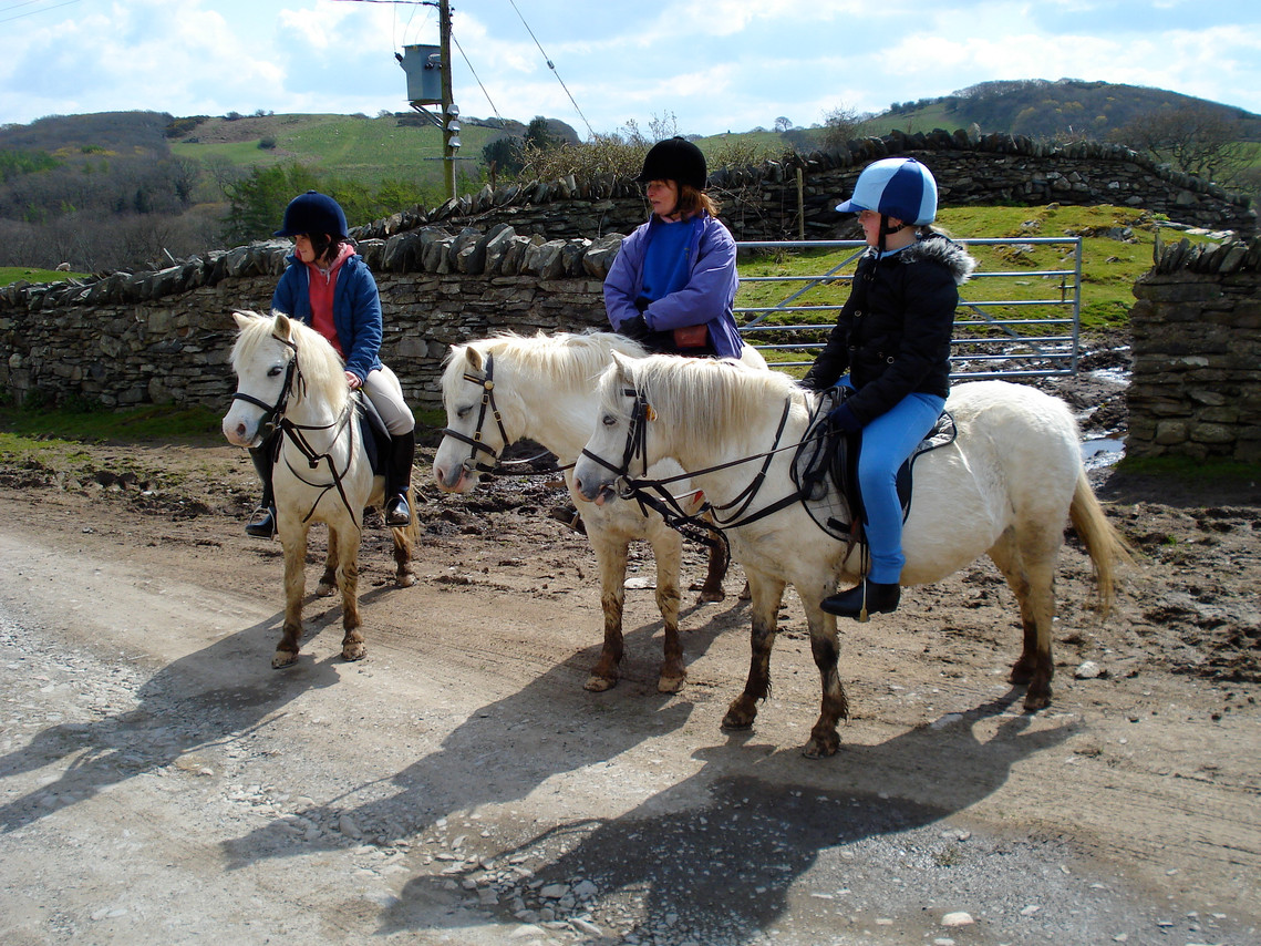 Grey Welsh Mountain Ponies with young riders on a lane in North Wales