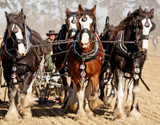 Clydesdale, Shire Horse and Percheron Treats: Feeding the Gentle Giants